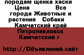 породам щенка хаски › Цена ­ 10 000 - Все города Животные и растения » Собаки   . Камчатский край,Петропавловск-Камчатский г.